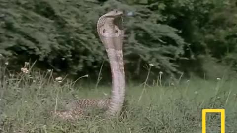 Cobra Vs Mongoose