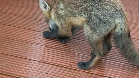 Friendly Fox Gets a Hand-Fed Treat