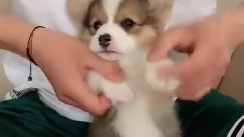 Cute dog