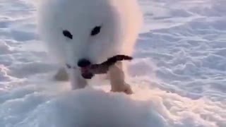 Snow White Arctic Fox