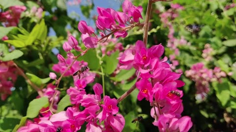 Beautiful Flowers on Blossom