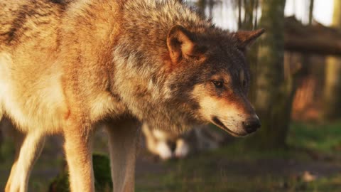 wolf during sunset in jungel