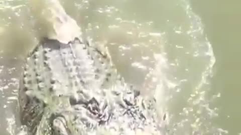 How to feed a crocodile