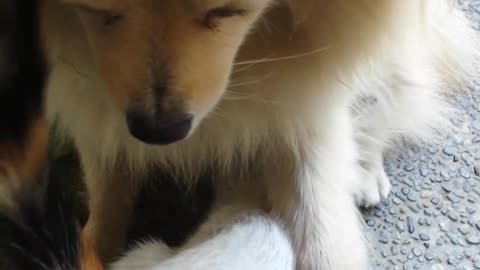 Stray kitty wants dog to be his mama.