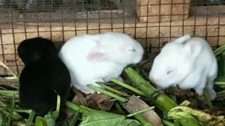 A day old guinea pigs