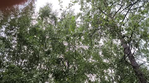 Alaskan forest in the rain