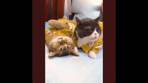 funny cats showing off