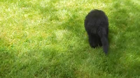 9-Week-Old Pack Of Newfie Puppies Tirelessly Chase A Tiny Dachshund