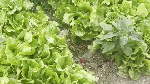 Lettuce looks delicious