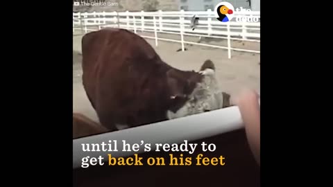 Crying Cow Mom Reunited With Calf in Magical Reunion | The Dodo