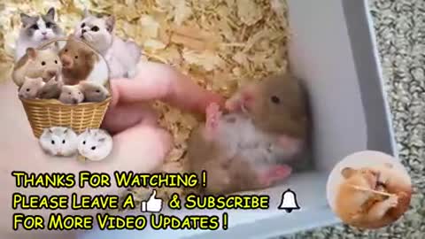 Hamster Babies Growing up