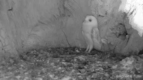 This Barn Owl Baby