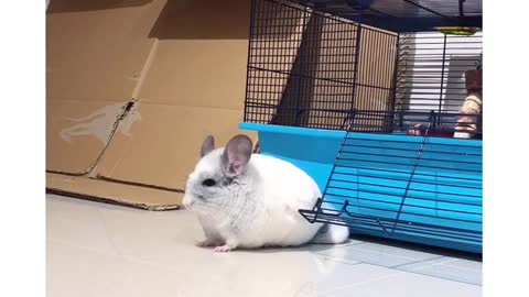 Chinchilla playtime will make you smile