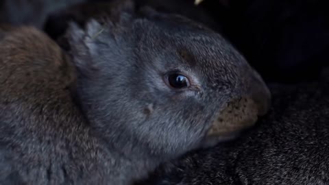 Small Rabbit Licking Other Rabbit. Little Rabbit licking other rabbit