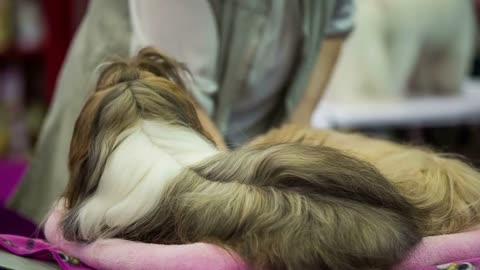 Two Shih tzu puppies with funny pony-tail hair. Medium shot of two calm lying dogs looking at master