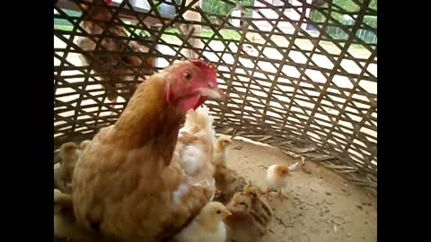 Beautiful Mother and her sweet chicken