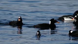 Circle Round Of Sea Birds Swimming In Group Form