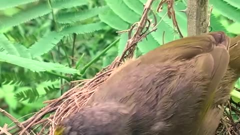 Best bird care baby bird l how to care baby bird 😲😲😲💯🔥🔥🙏