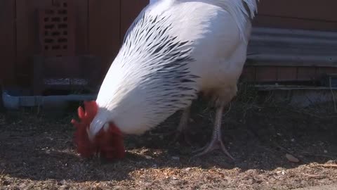 Do you like raising chickens I can share a lot of farming techniques