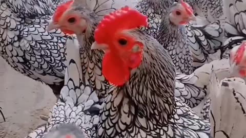 Pied Hens With Red Crown #shorts #shortsvideo #video #viral