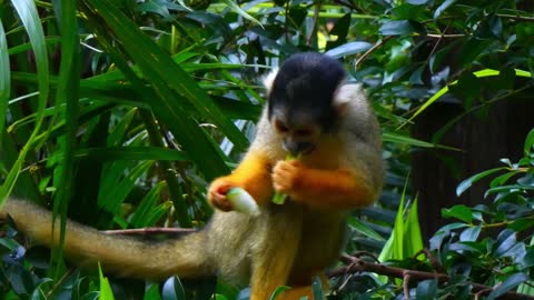 A capauchin monkey eats fruit in a foliage rain forest