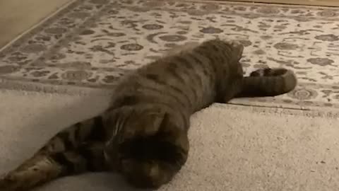 a cat rolling around