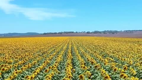 It’s my favourite time of year! 🌻 Between January and March the fields of