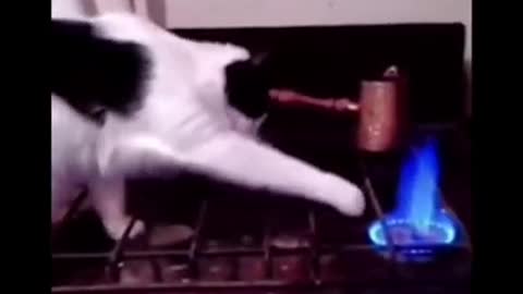 Funniest Cat Videos #2 #2021 #cats #funny #tiktok #2021 #shorts