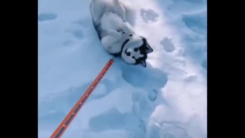 That husky at the shelter was a savage