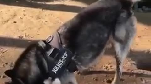 GIANT Mud Puddle and Ruins Huskys Fur Coat