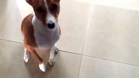 Amazing dog learns to say "I love you"