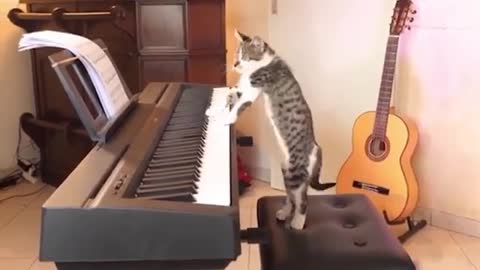 Funny cat playing piano