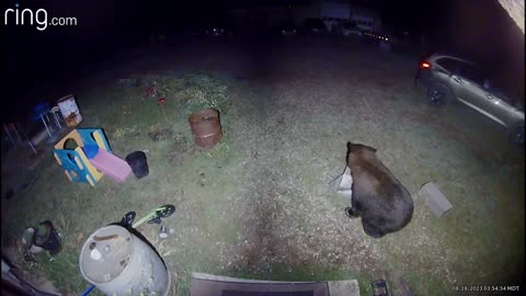 Great Pyrenees Tries to Scare Away Bear Eating Her Dog Food