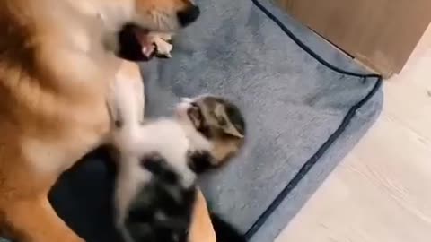 The cat plays with the dog 2