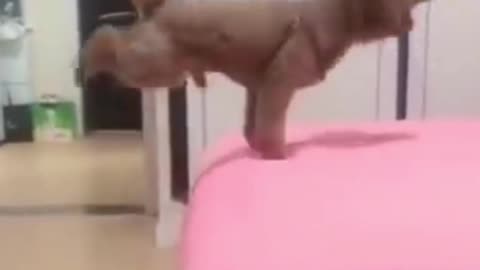 Dog jumping