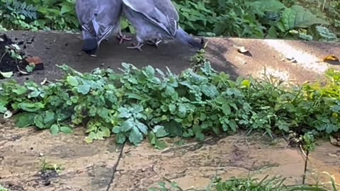 DANGER Hungry Baby Pigeon!