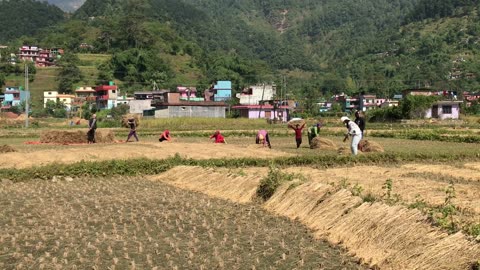 Traditional Technique of Paddy Crop Harvesting System in Nepal | धान थन्काउने चाटारो |