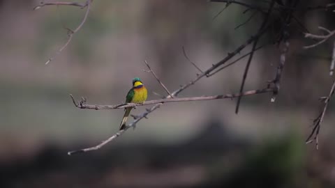 Beautiful birds and nature