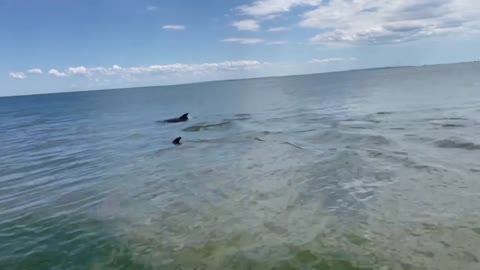 Dolphinarium in the Crimea under the sky. Dolphins play on the beach in Kerch