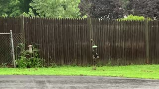 Birds feeding in the rain