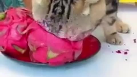 Cat eat dragon fruit