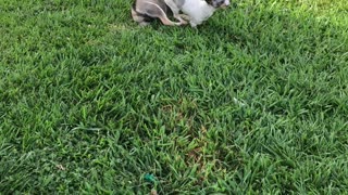 Husky-mix puppy plays with Chi-Weenie