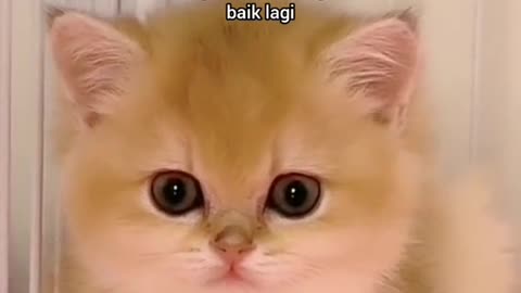 Cat kucing melongo