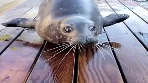 Early morning seal fish exercising