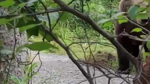 Hikers have extremely close encounter with bear!