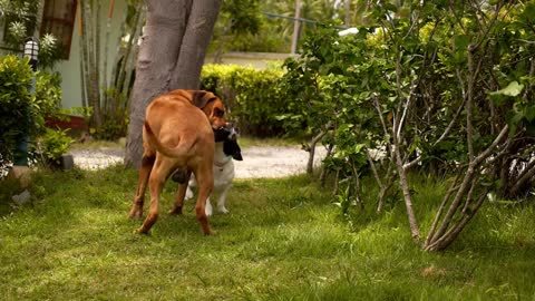 Best Dog Friends Playing Outdoors in the Garden