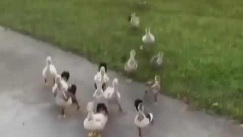 Running into a pack of ducks