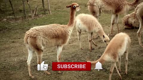 🦙 How does a Llama sounds 🦙