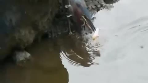 very funny wise bird fishing with a trap