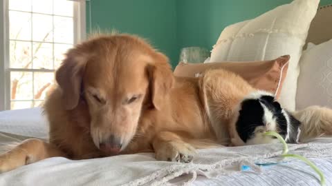 Dog And Guinea Pig Share "Zoodles" Together